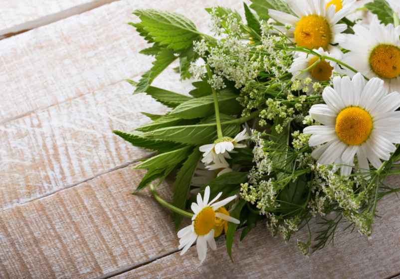 Les plantes et les massages au service de votre bien-être-Handissimo