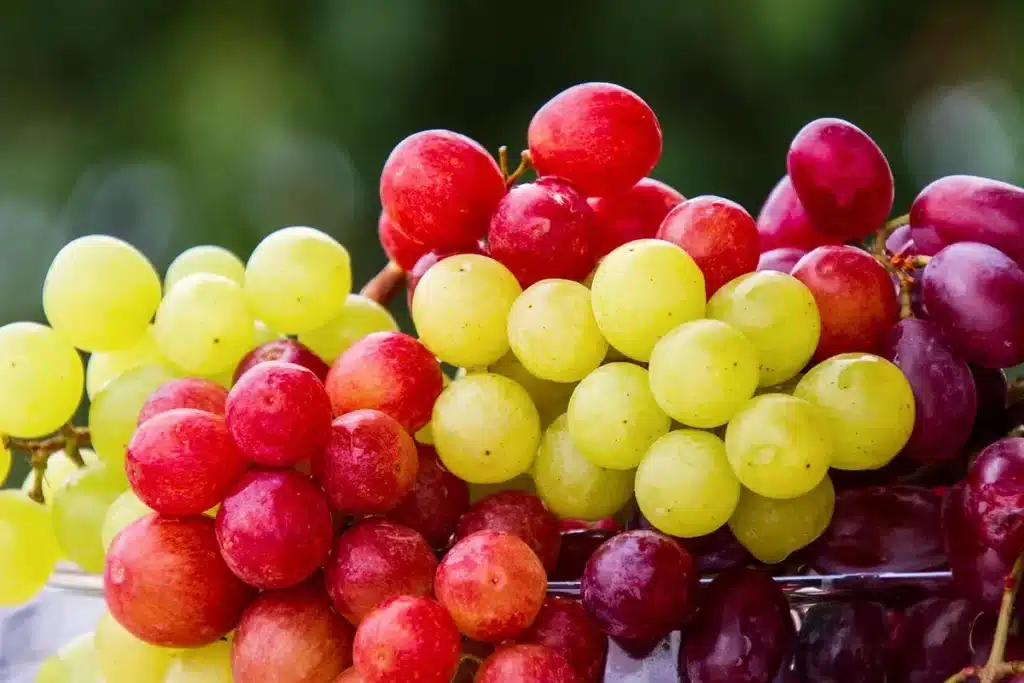 Marc de raisin (peaux, pépins et rafles) sur surface naturelle avec gouttelettes d'eau