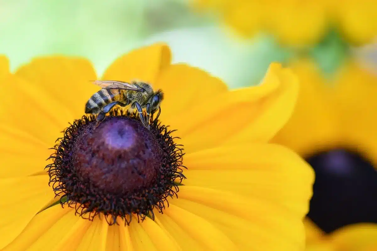 Abeilles butinant sur des fleurs en période de miellée