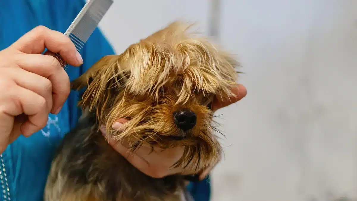 Paire de ciseaux de coiffure posée à côté d'un peigne sur une serviette