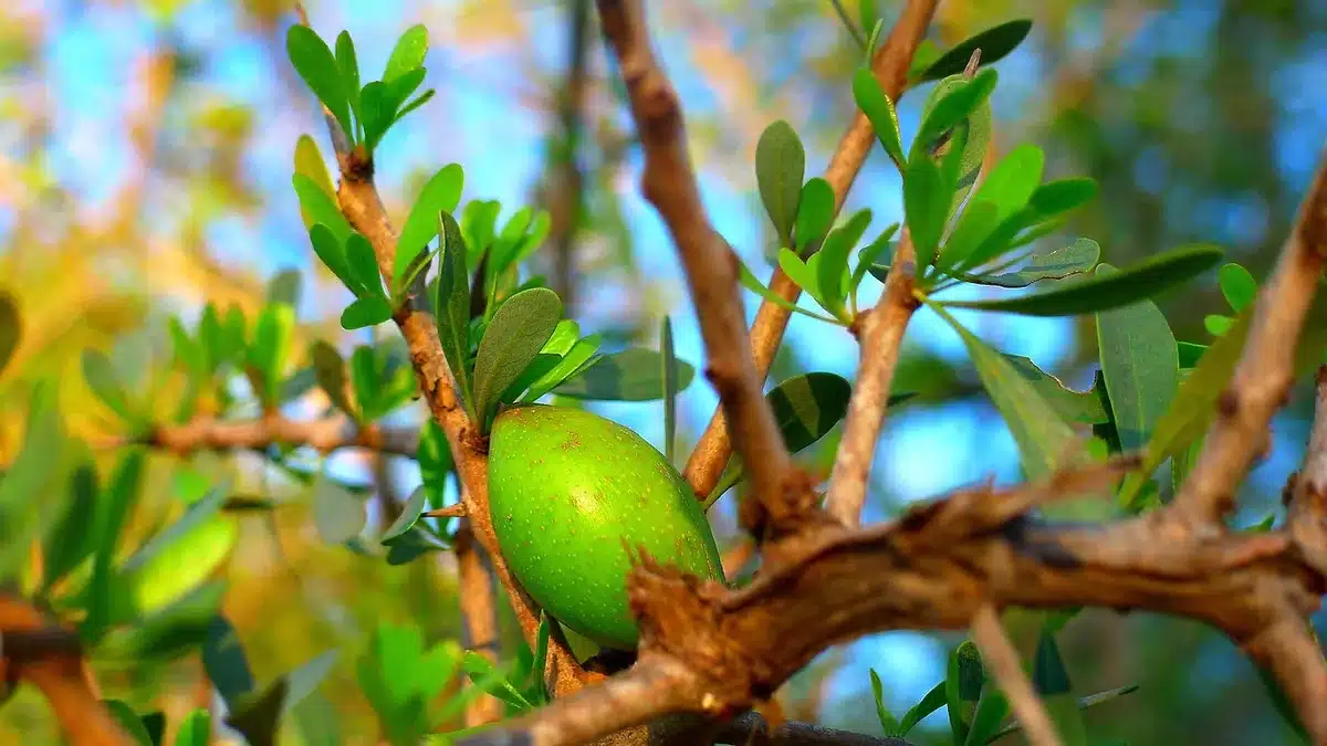Ingrédients naturels pour masque au miel : miel, yaourt et huile d'argan