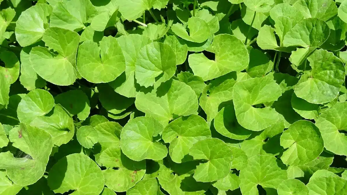 Feuilles de Centella Asiatica et flacons d'ingrédients naturels