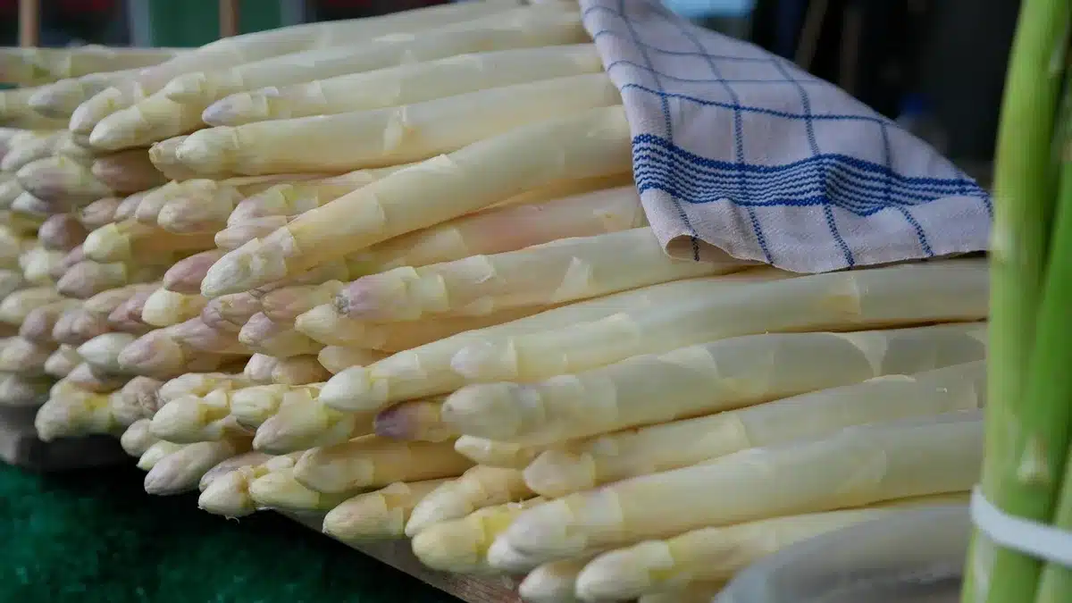 Enfant de dos touchant une carotte fraîche au potager